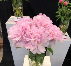 alertie peonies