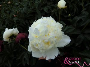 bridal shower peony