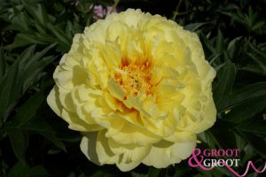 bartzella peony