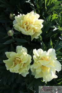 bartzella peonies