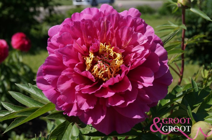 peony belle toulousaine