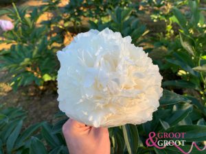 bowl of cream peony