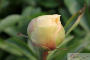 claire de lune peony