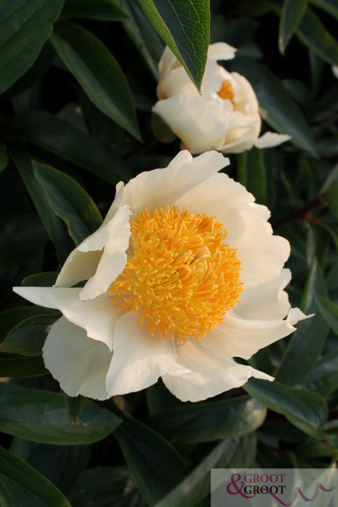 claire de lune peony