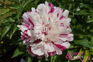 candy stripe peony