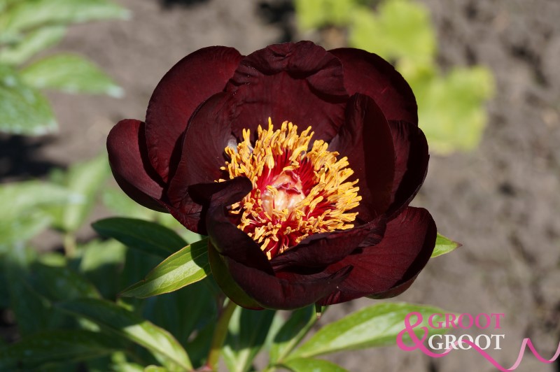 chocolade soldier peony