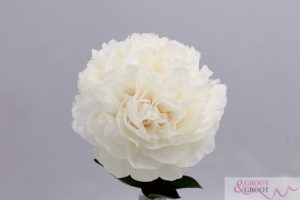 class act peony