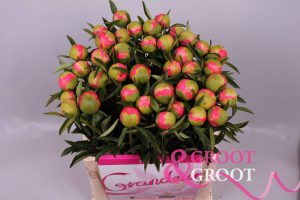 coral charm peonies