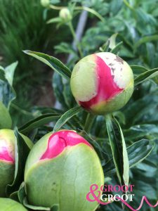 peony coral magic