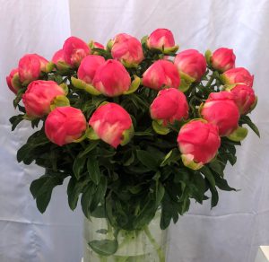coral sunset peonies