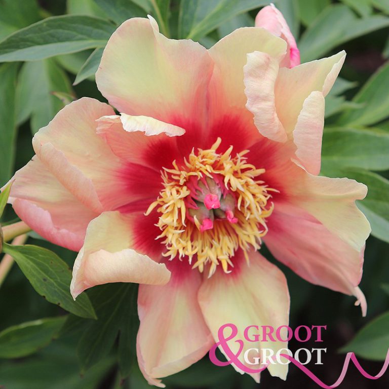 Court Jester peony Available all year round Free qoute