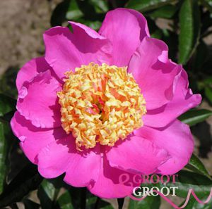 doreen peony