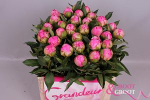 dr. alexander fleming peonies