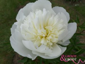 duchesse de nemours peony