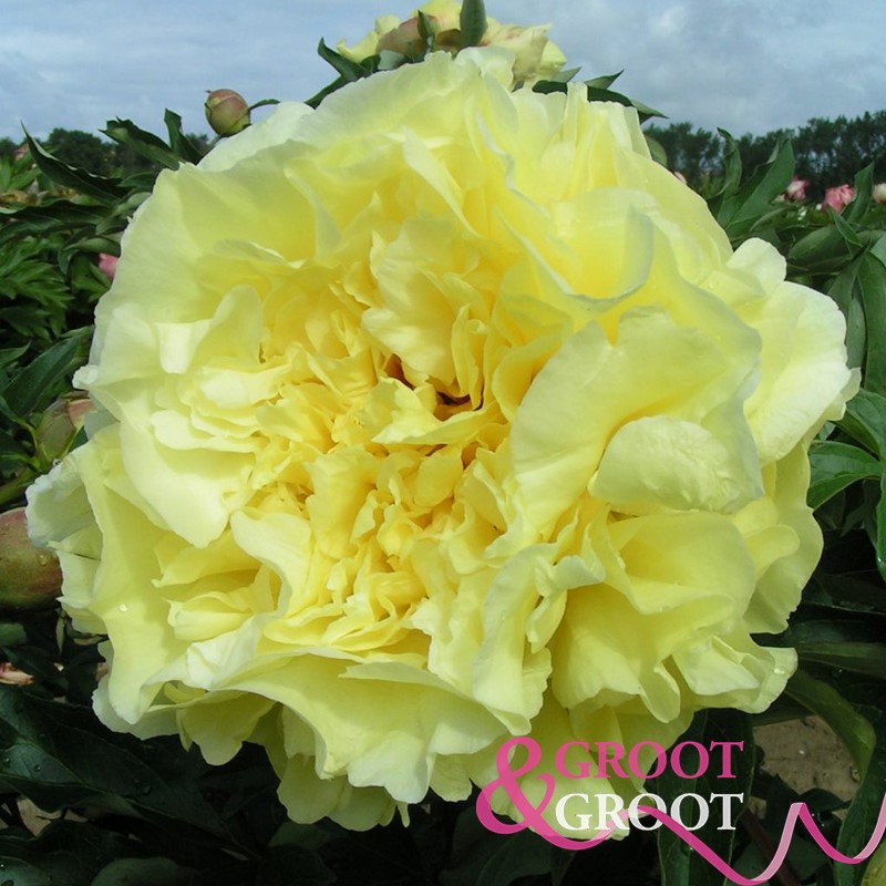 duchesse de lorraine peony