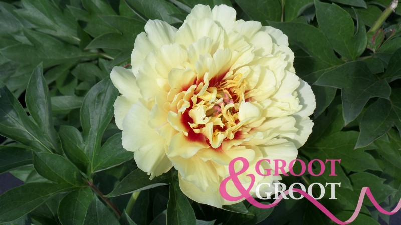 garden treasure peony