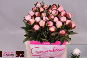 gardenia peonies