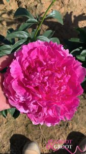 glory hallelujah peony