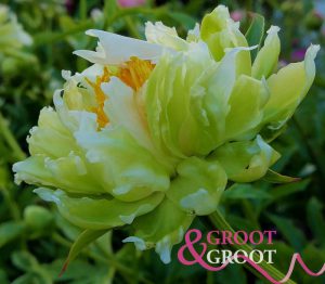 green halo peony