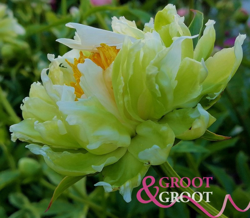 green halo peony