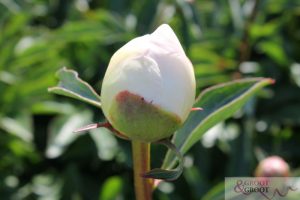 honey gold peonies