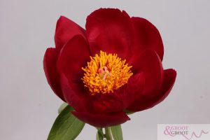 illini warrior peony