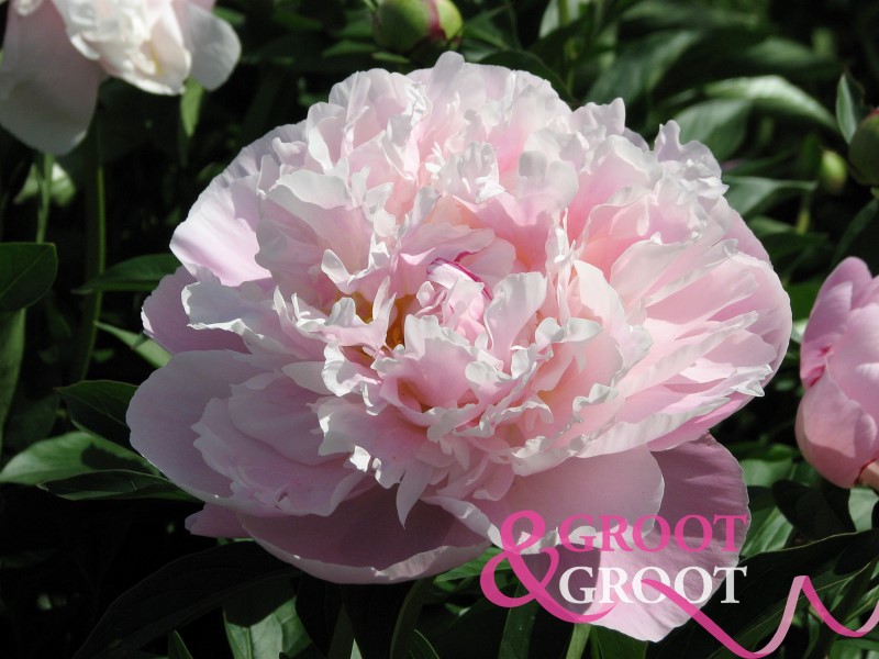 lady alexandra duff peony