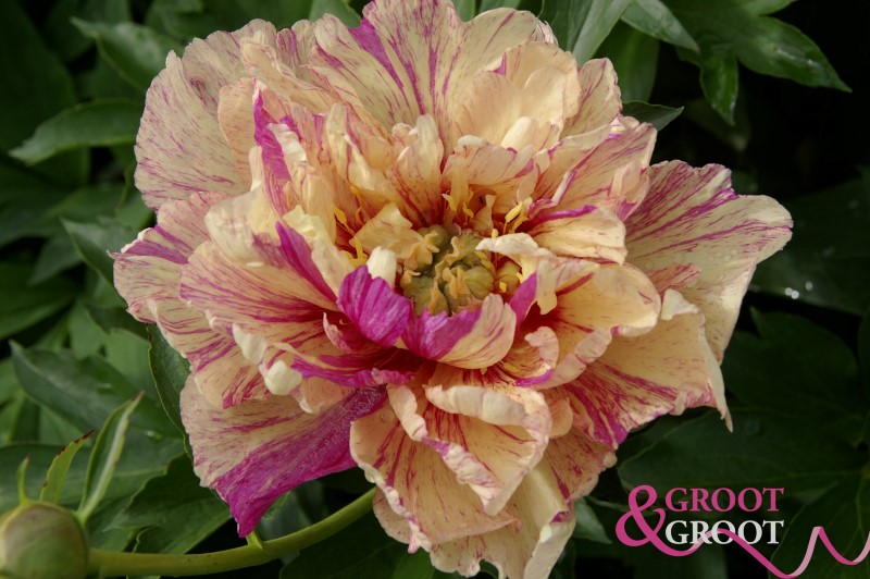 lollipop peony