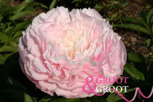 lottie dawson rea peony
