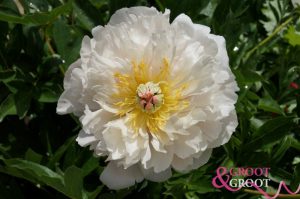 love affair peony