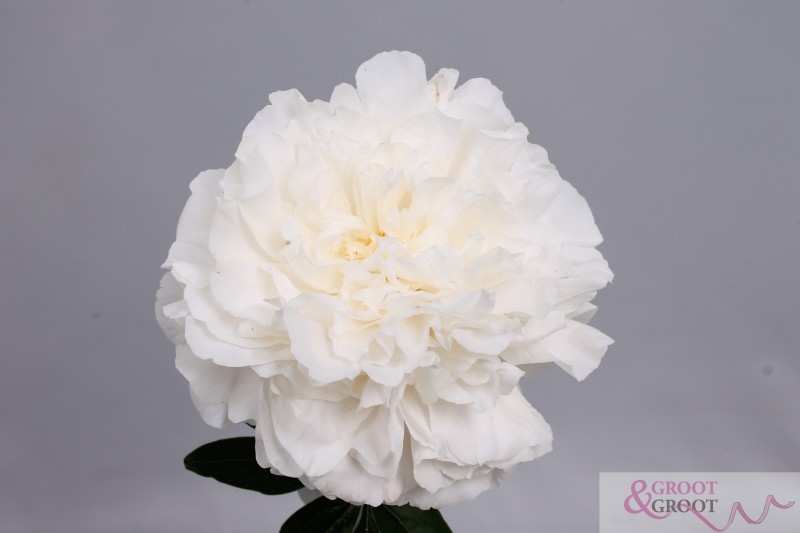 mother's choice peony