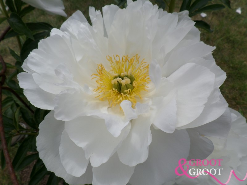 miss america peony