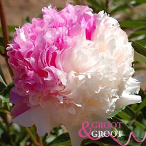 mister ed peony