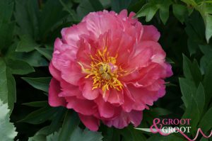 new millenium peony