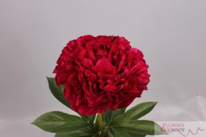 old faithful peony