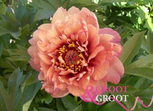 oochigeas peony