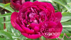 peter brand peony