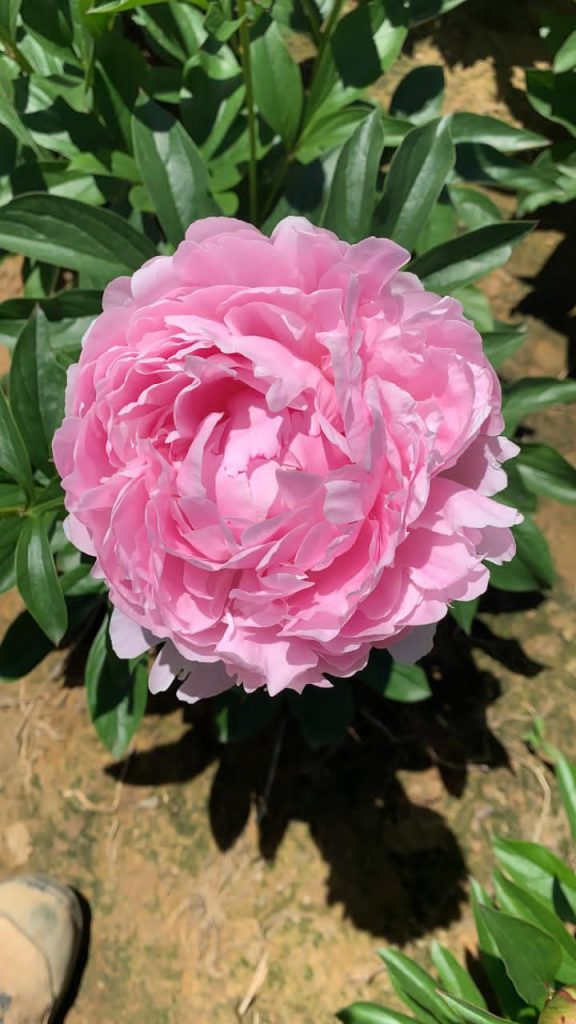 pillow talk peony