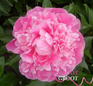 pink diamond peony