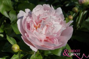 pink vanguard peony