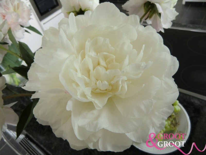 puffed cotton peony