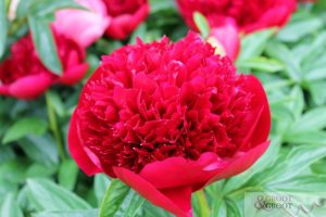 red charm peony