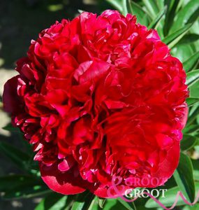 red grace peony