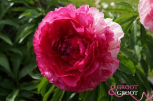 rose heart peony