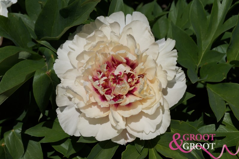 rosy prospect peony