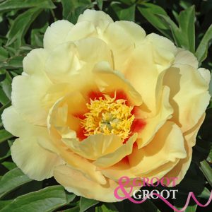 sonoma sun peony