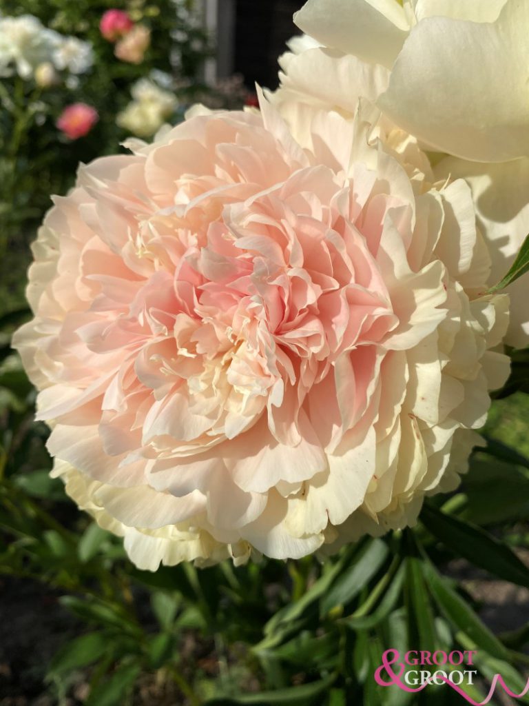 summer glow peony