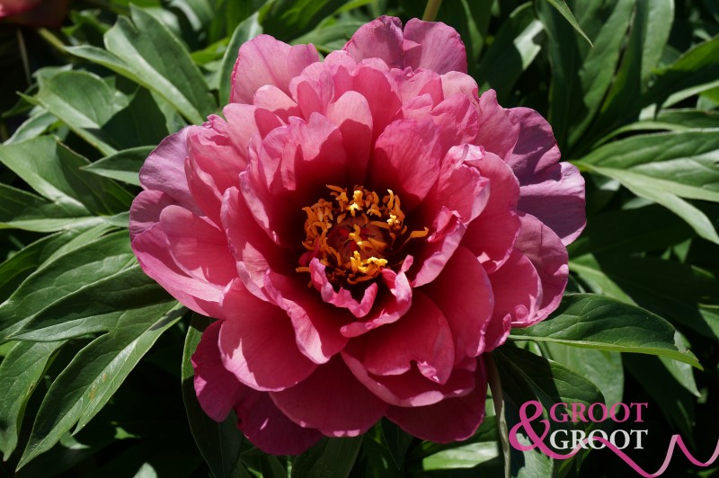 yankee doodle dandy peony