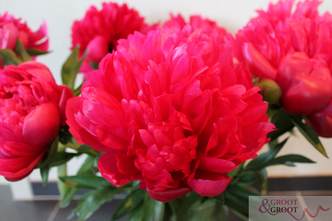 belgravia peony