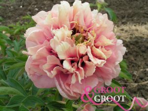 caroline constabel peony